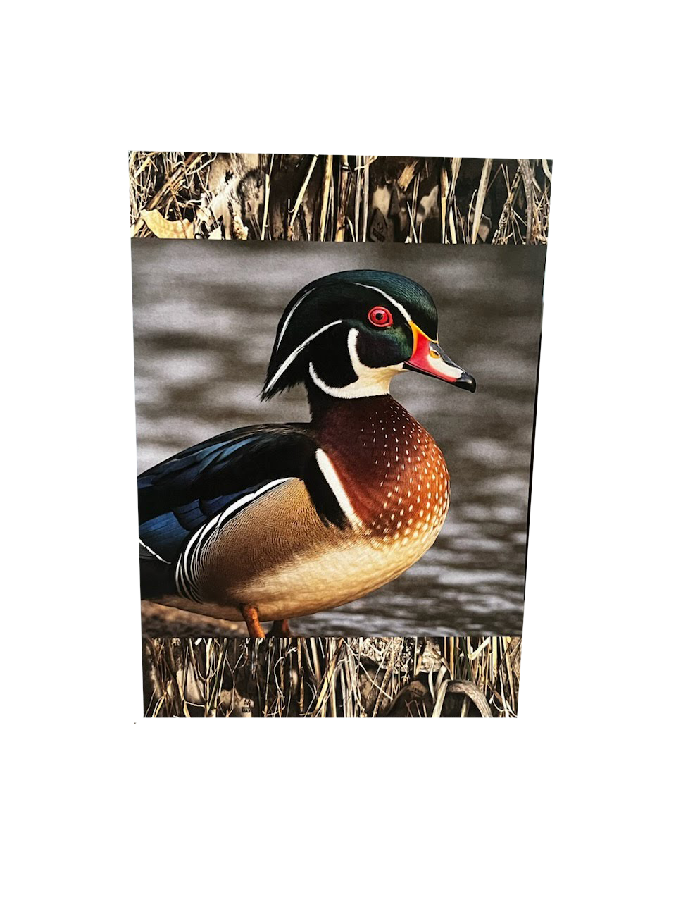 Wood Duck